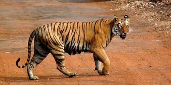 चितवन राष्ट्रिय निकुञ्जमा बाक्लै देखिन थाले बाघ,सावधानी अपनाएर घुम्न  अनुरोध