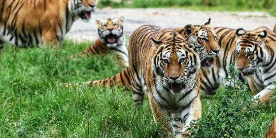 National Tiger Survey 2021 launched: Poaching is major challenge in tiger conservation