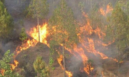 स्याङ्जामा डढेलोले दुई हजार हेक्टर वन क्षेत्रमा क्षति
