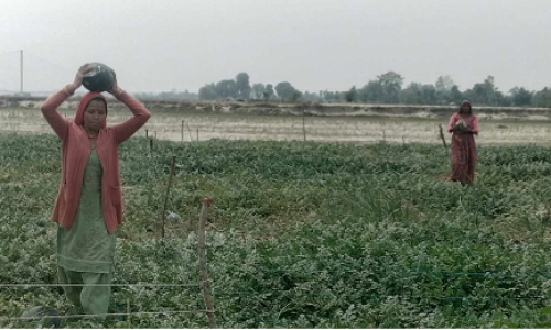 दोदा बगरमा सागसब्जी फलाएर आकर्षक आम्दानी गर्दै कञ्चनपुरका पाँच सय किसान